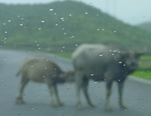 梦见黄牛挡道