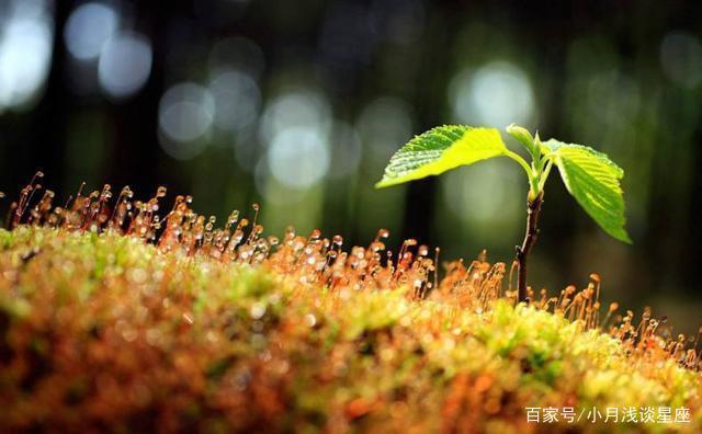 很少主动麻烦别人的白羊座，为了爱情会不顾一切