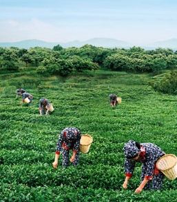 梦见采茶叶