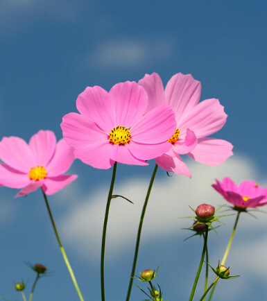  梦见捡起花瓣