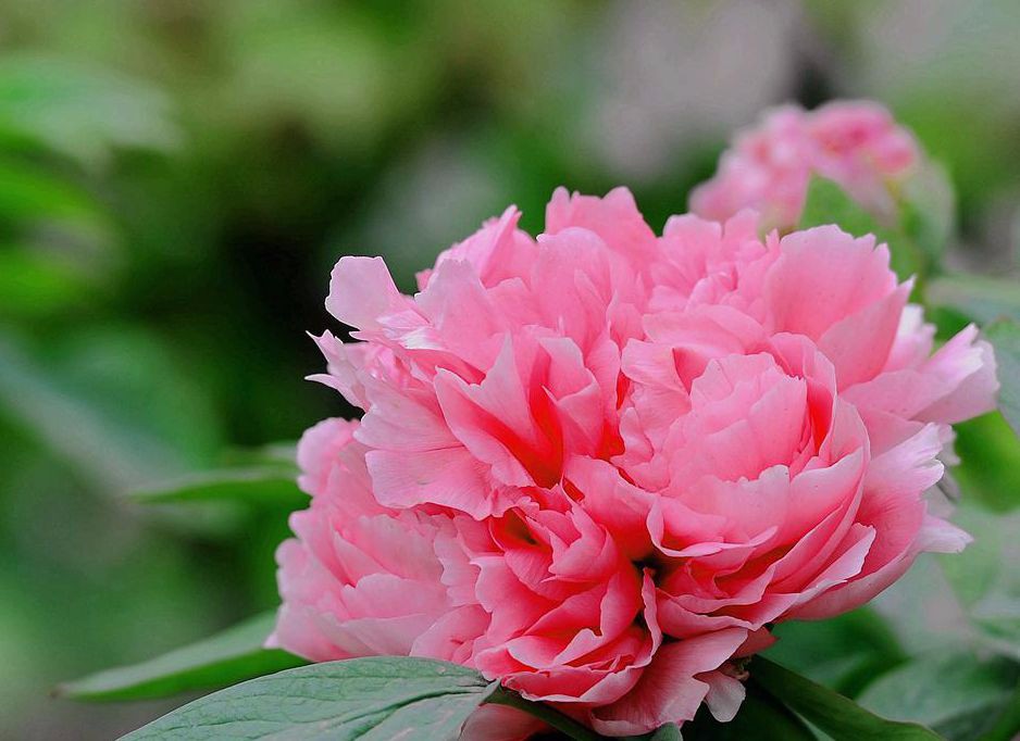 三生三世，十里桃花保你吉祥