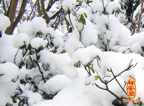 梦见雪很厚