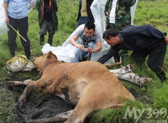 梦见黄牛死了