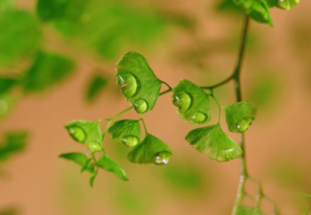 7月中旬财运上升，发财机会多多，贵人多帮助，升职加薪的生肖