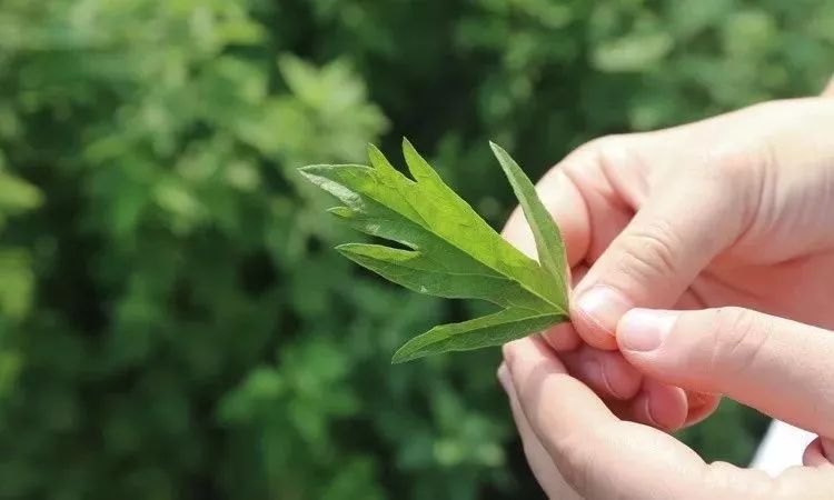 这些星座美了整个夏天，竟然是因为这个！