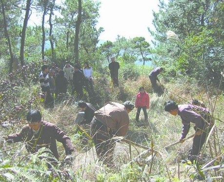 关于祖坟地种什么树好