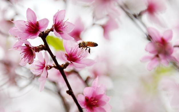 为什么一直没有桃花运？教你桃花开运秘诀