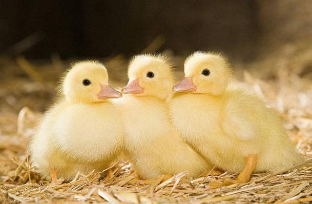 周公解梦：梦见“一群鸡鸭”意味着什么？