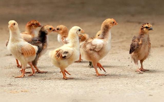 周公解梦：梦见“一群鸡鸭”意味着什么？