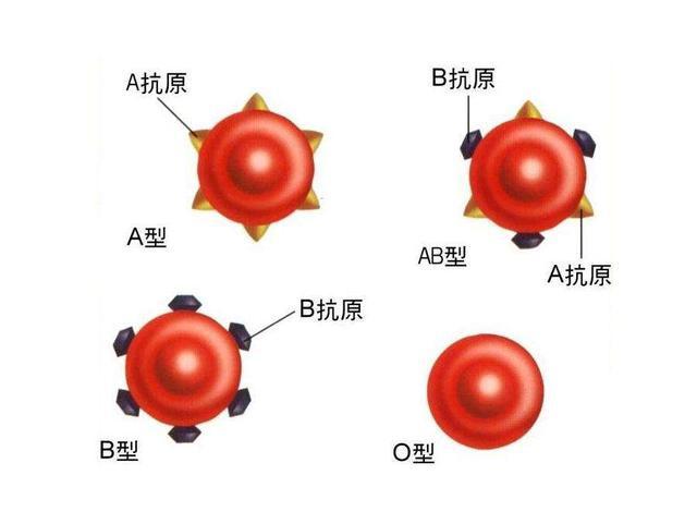 全国哪种血型的人最多？和你一样血型有多少人？血型与性格有关吗