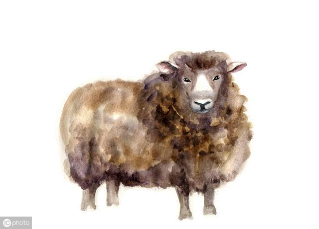 2019年生肖运程：生肖属羊的事业、财运、健康、感情运势