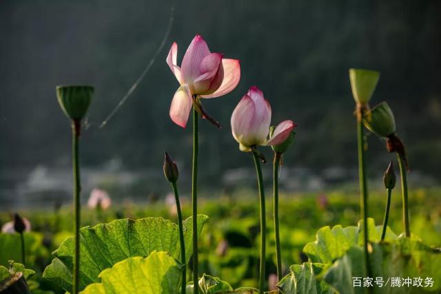 下河村——万亩荷田醉了流年