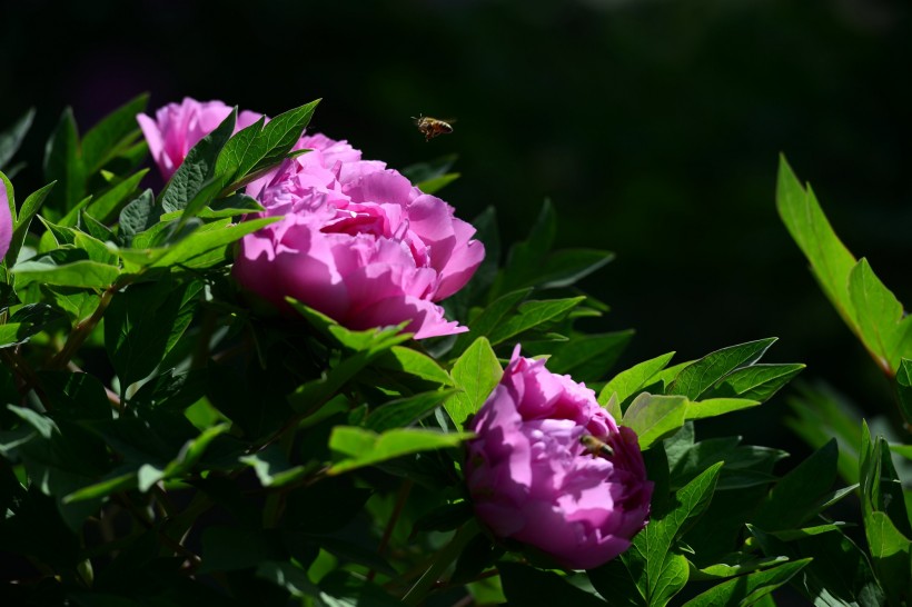 原创            8月喜事传千里，横财旺事业顺，四属相财运亨通发大财，大为吉祥