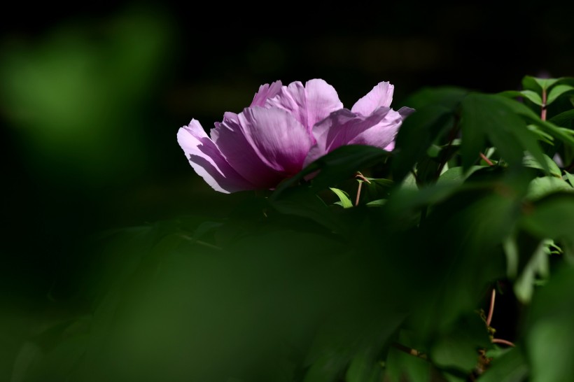 原创            8月喜事传千里，横财旺事业顺，四属相财运亨通发大财，大为吉祥