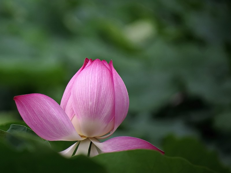 原创            8月喜迎贵人，横财不断，财源滚滚，旺财旺运，生财有道的四属相