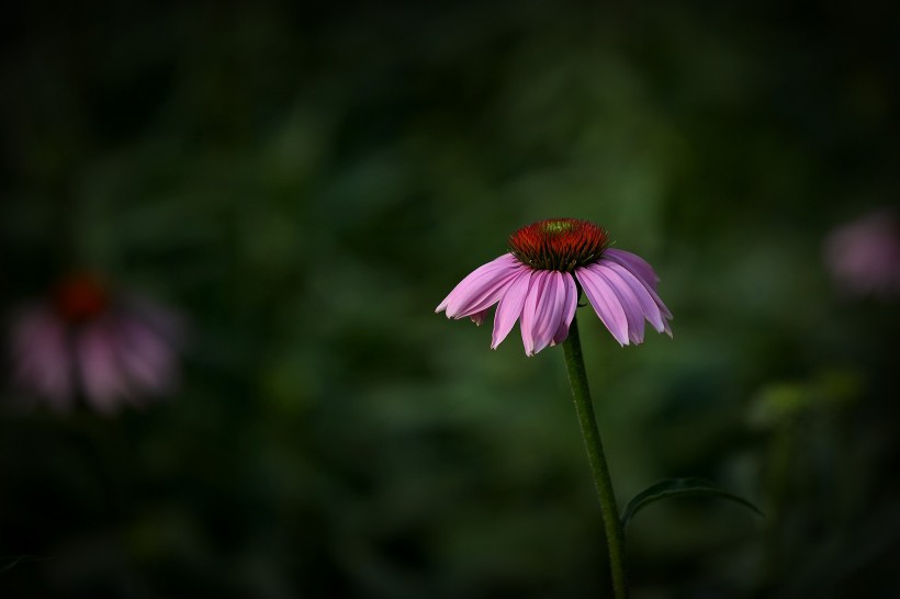 原创            8月运势直线上升，财运大红大紫的四属相，正财横财一波波的来袭