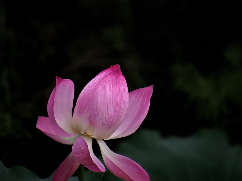 原创            8月喜迎贵人，横财不断，财源滚滚，旺财旺运，生财有道的四属相