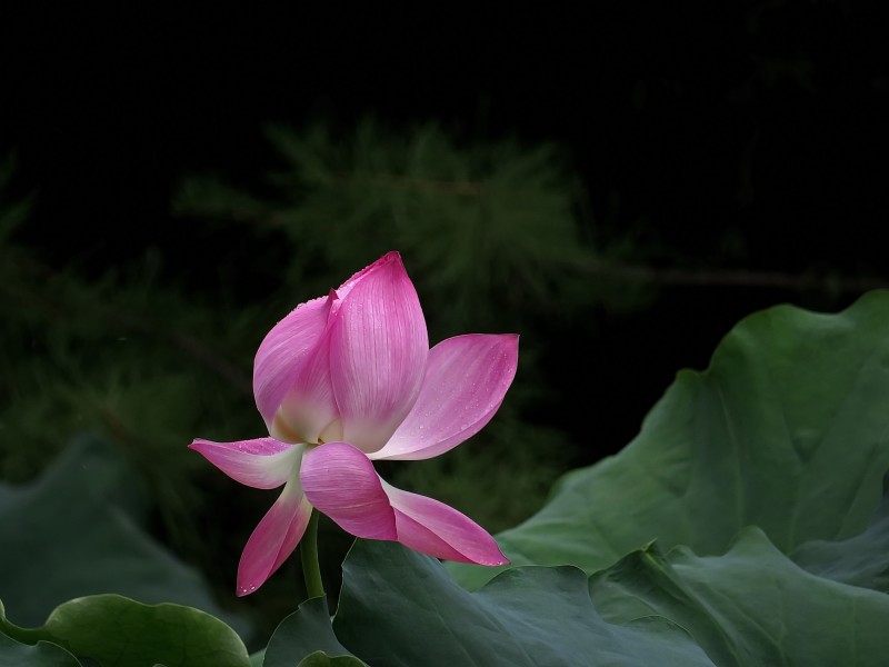 原创            8月喜迎贵人，横财不断，财源滚滚，旺财旺运，生财有道的四属相