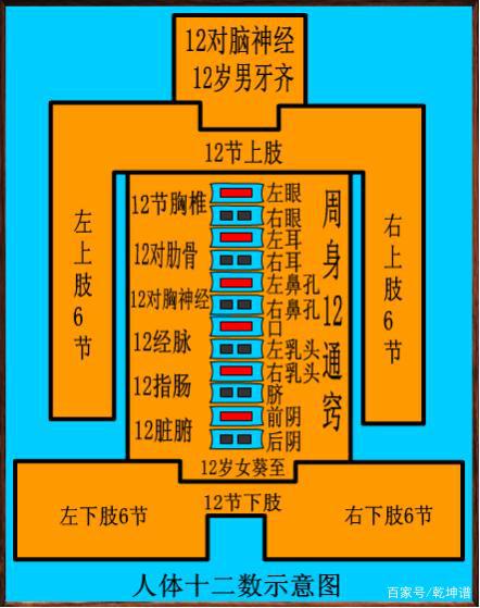 从人体十二数图看周易的算命原理