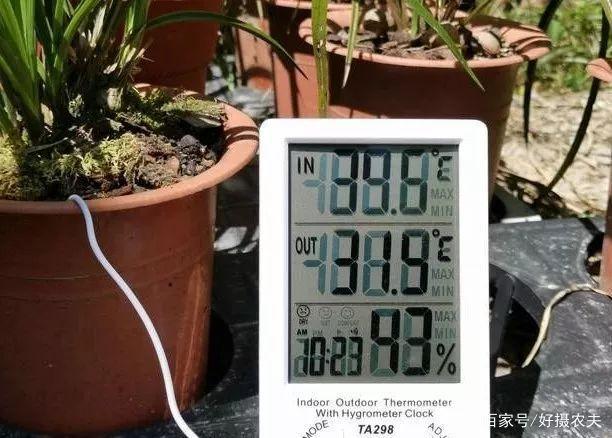 风水好的地方养兰花，不仅夏天安然无恙，兰花也更容易开花