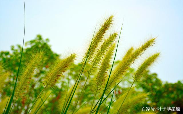 摩羯座：爱你，是历经流年的寻常，更是风雨中的守望