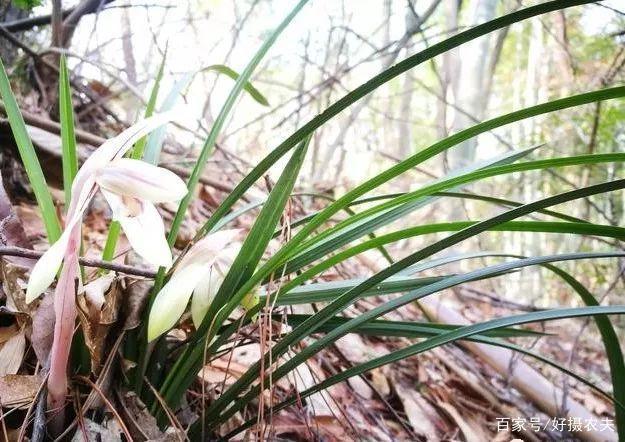 风水好的地方养兰花，不仅夏天安然无恙，兰花也更容易开花