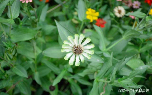 摩羯座：爱你，是历经流年的寻常，更是风雨中的守望