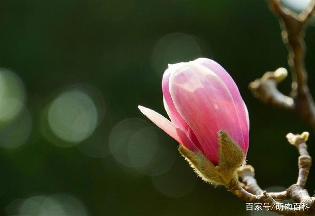 十二生肖·属羊·幸运植物