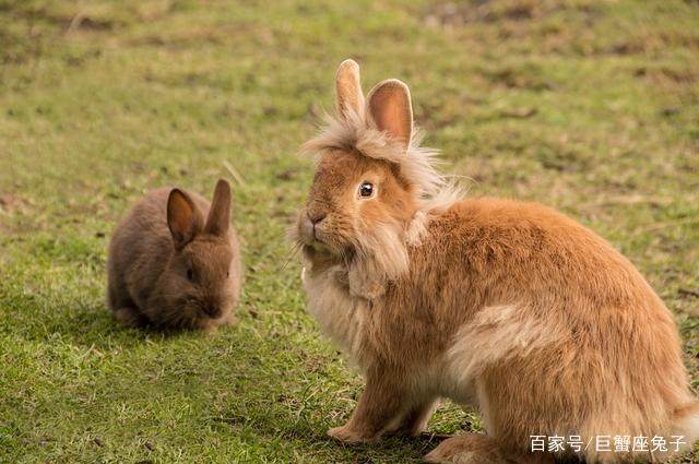 属兔男撩你时，会说什么话