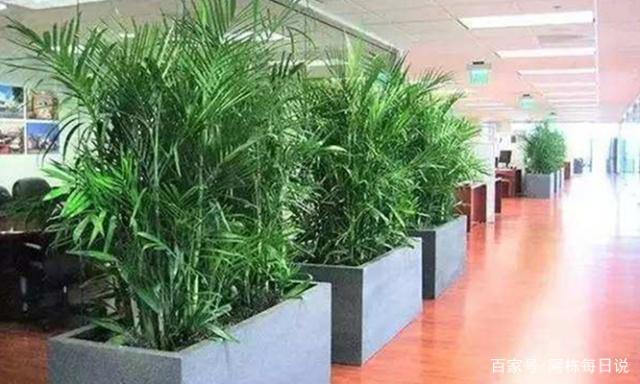 办公室里摆放植物也讲究，摆放什么风水好，摆放在什么位置