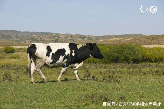 属牛的人，哪年哪月、何日何时出生的命最好，一看便知