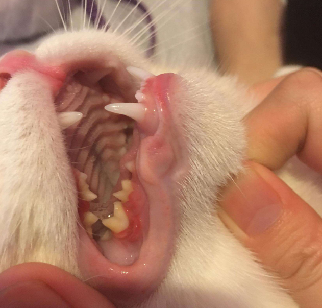 养猫趣味多，从“观齿相术”了解你的猫咪到底多少岁了