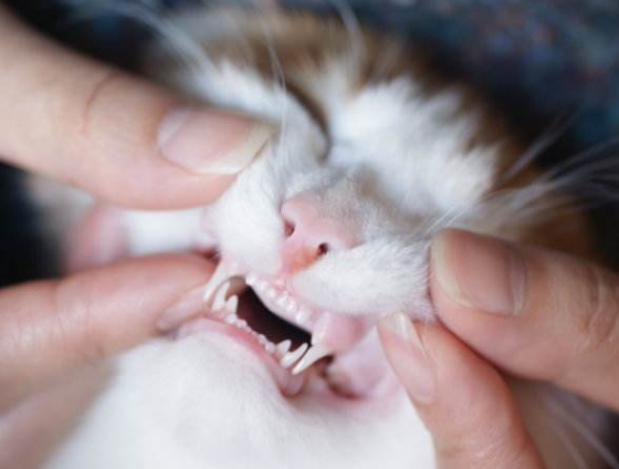 养猫趣味多，从“观齿相术”了解你的猫咪到底多少岁了