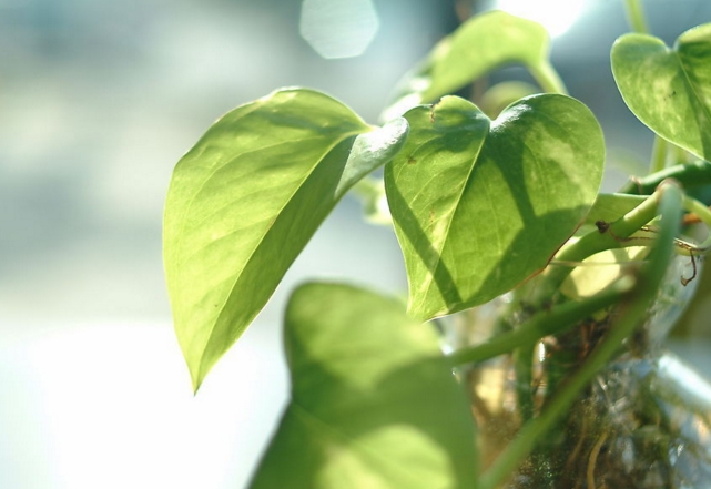 如何正确的在办公桌摆放风水植物