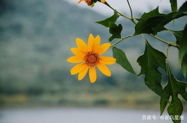 处女座：装的高冷绝情，谁懂我笑容下的累累伤痕