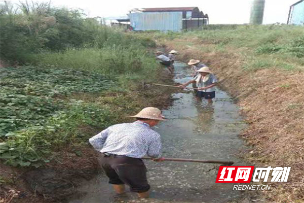 湘乡市月山镇：抗高温通水渠 打通灌溉生命线