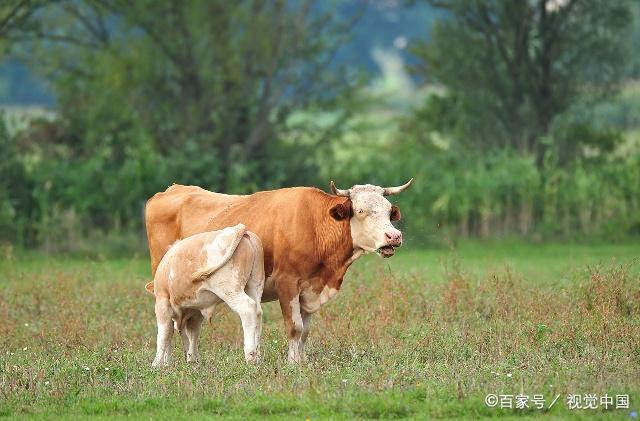 喜迎好兆头！8月底之前吉星佛照，3生肖不仅事业顺，财运更旺盛