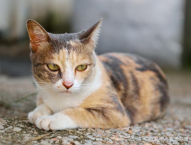 为什么十二生肖没有猫，因为有老虎，还是老鼠不履行承诺