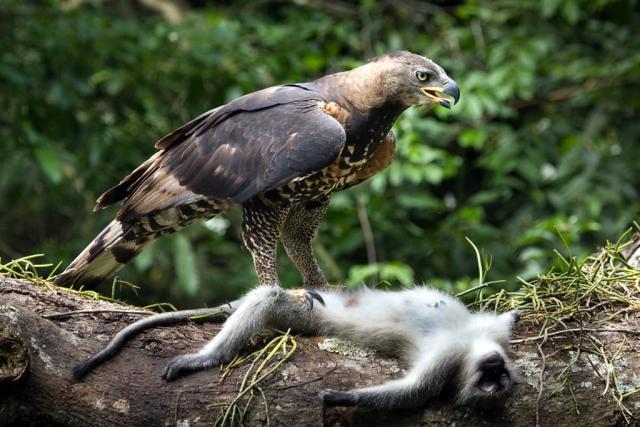 世界上最凶的鹰，尖牙利爪面相凶恶，喜欢吃猴子