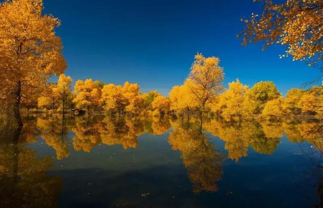 额济纳的胡杨林，是人类的一道生命线，同时也是最美的秋景