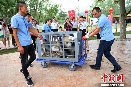 10只大熊猫同日“落户”南京 全是8月出生的“狮子座”