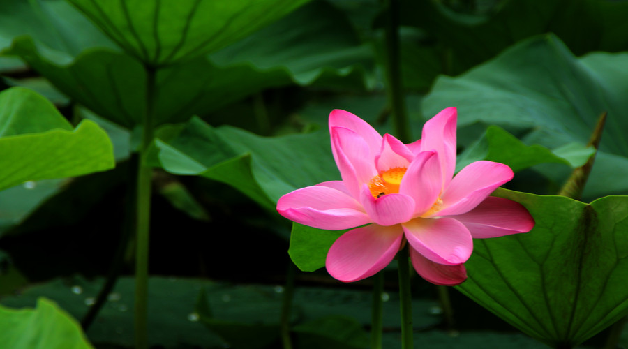 原创            金九银十，九月运势蹭蹭涨，财富数不尽，行大运赚大钱的三属相