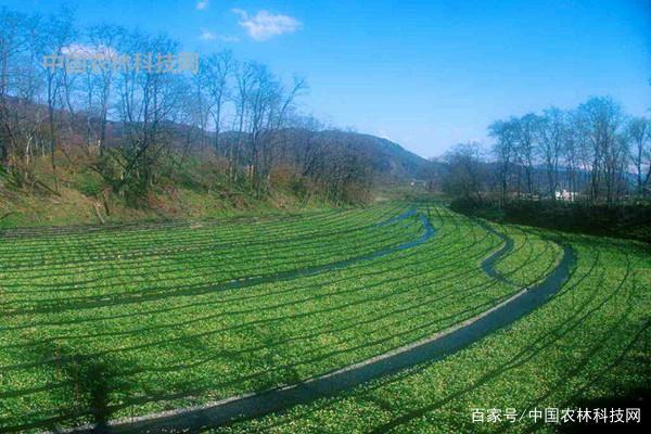 风水宝地马骝山！一县一品公益助农，河北海兴特色农产品冬枣