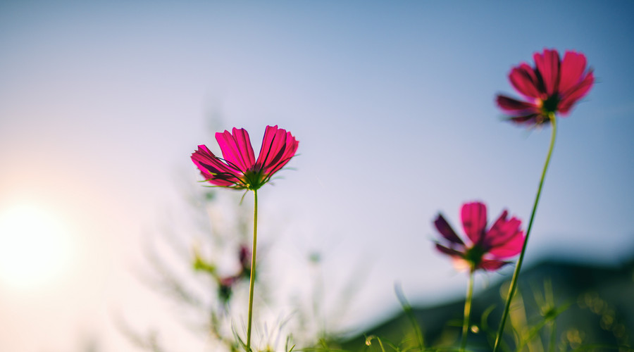 原创            钱财享不尽的3生肖，未来15天，运势极佳，越来越有钱