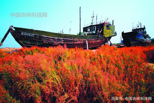 风水宝地马骝山！一县一品公益助农，河北海兴特色农产品冬枣