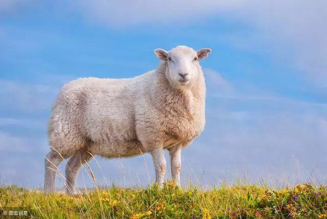 2019年67年苦命羊，未来三年一切化险为福，事业节节攀高！