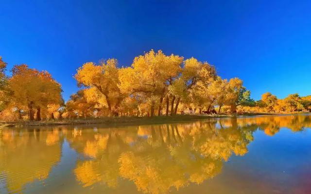 额济纳的胡杨林，是人类的一道生命线，同时也是最美的秋景