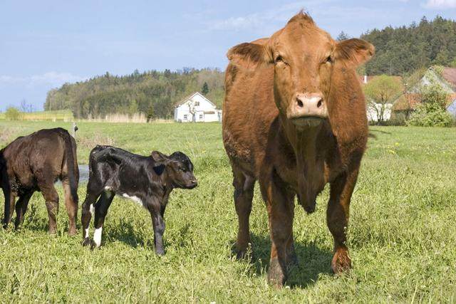 属牛的人选择好哪些大事可保一生财盛家宁、牛气冲天？