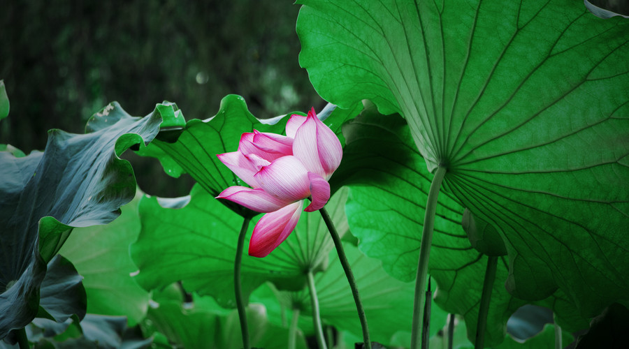 原创            财源广横财来的三生肖，未来15天，财运大发，横财赚到手软