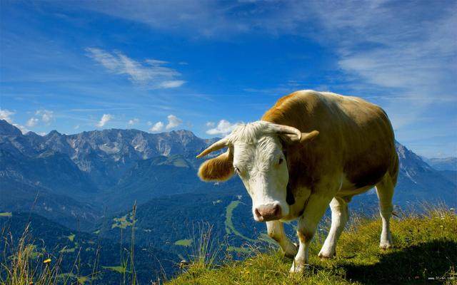 属牛的人选择好哪些大事可保一生财盛家宁、牛气冲天？
